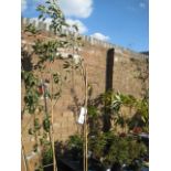 Large potted apple Jupiter tree