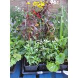 2 trays of mixed bedding plants