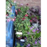 2 trays of pelargoniums