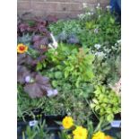 2 trays of mixed rockery plants