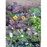 (1253) 2 trays of mixed rockery plants