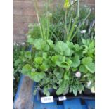 2 trays of mixed bedding plants