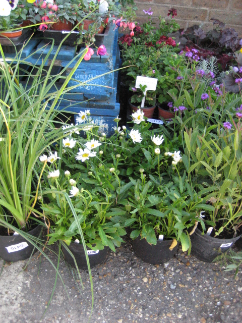 4 potted crazy daisies