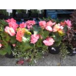2 begonia potted tubs