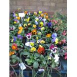 2 trays of winter flowering pansies