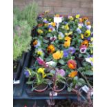 2 trays of winter flowering pansies