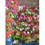 4 trays of bedding begonias