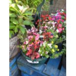 2 impatiens hanging baskets