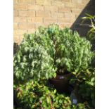 Large potted chrysanthemum