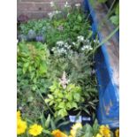 2 trays of mixed rockery plants