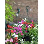 2 impatiens hanging baskets