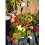 2 begonia hanging baskets