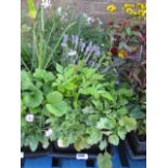 2 trays of mixed bedding plants