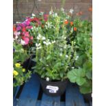 4 potted obedient crystal peak white plants