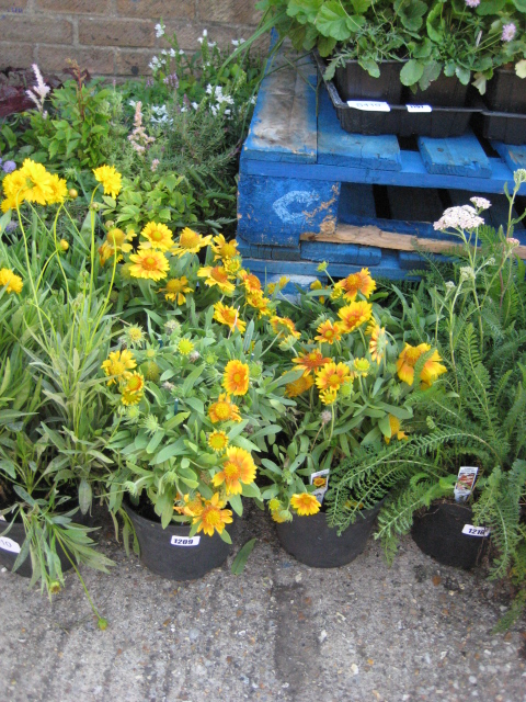 4 potted blanket flowers