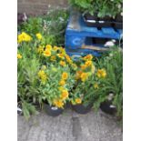 4 potted blanket flowers