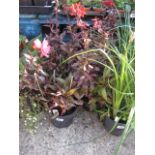 4 small pots of cardinal lobelia