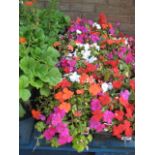 (1239) 4 trays of impatiens