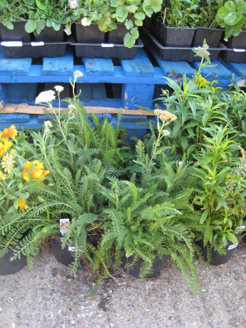 4 potted summer berries mixed yarrow