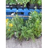 4 potted summer berries mixed yarrow