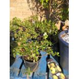 3 potted dwarf rhododendrons of various colours