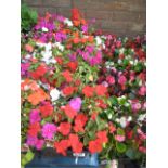 (1240) 4 trays of impatiens