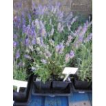 2 trays of lavender