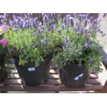 2 large potted lavenders