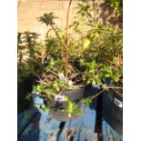 3 potted dwarf rhododendrons of various colours