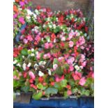 4 trays of bedding begonias