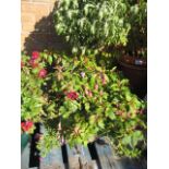 2 fuschia hanging baskets