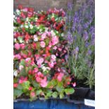 4 trays of bedding begonias