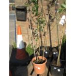 Large potted pear tree