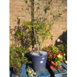 Large potted red cascade euonymus