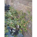 3 potted yellow dwarf rhododendrons