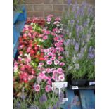 2 trays of festival dianthus