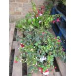 2 mixed plant hanging baskets