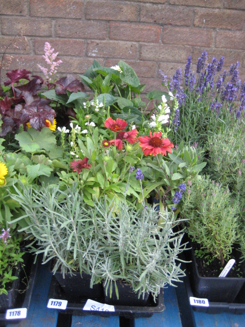 2 trays of mixed plants