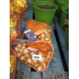 2 bags of allium bulbs