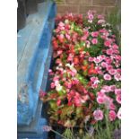 4 trays of bedding begonias