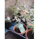 Small potted butterfly acer