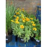 4 pots of macer peach blanket flowers