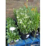 4 pots of crystal peak white obedient plants