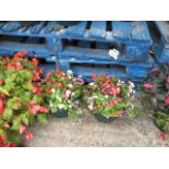 Begonia hanging baskets