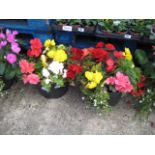 2 large potted mixed flowers