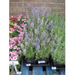 2 trays of lavender