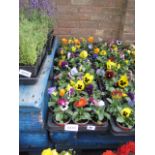 2 trays of mixed flowering pansies