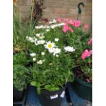 4 potted leucanthemun