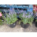 2 large pots of lavender