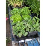 Tray containing 6 various bedding plants